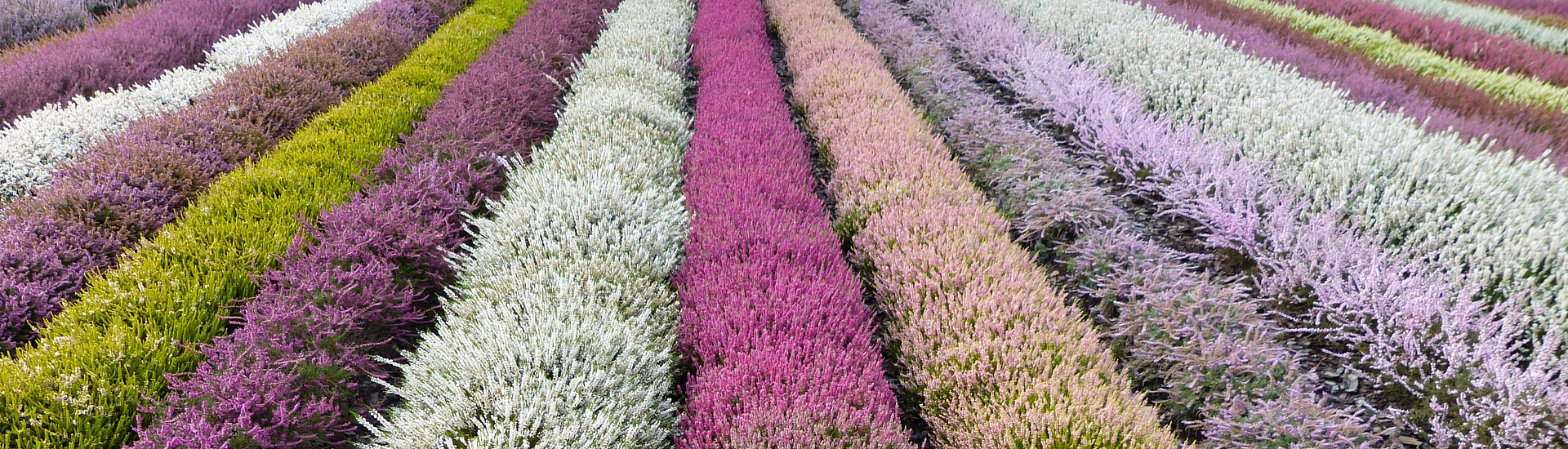 Školka vřesu, producent sazenic vřesu a japonských azalek - Polsko