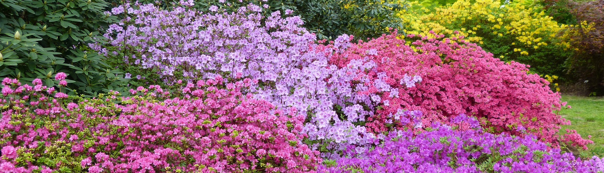 Školka vřesu, producent sazenic vřesu a japonských azalek - Polsko