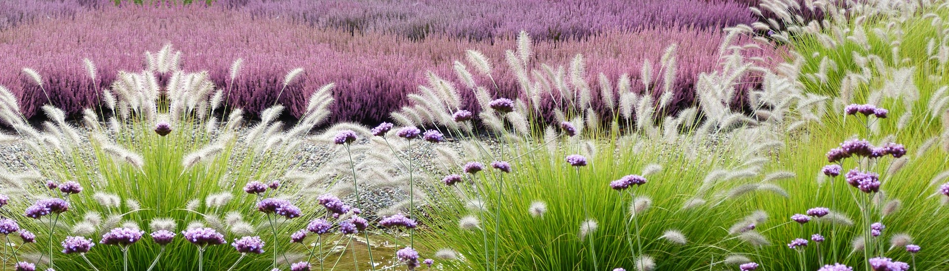 Školka vřesu, producent sazenic vřesu a japonských azalek - Polsko