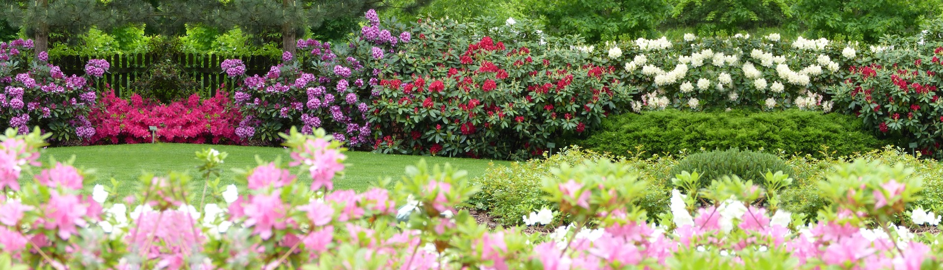 Školka vřesu, producent sazenic vřesu a japonských azalek - Polsko